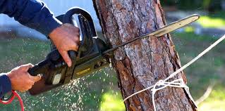 Best Tree Risk Assessment  in Fruitville, FL